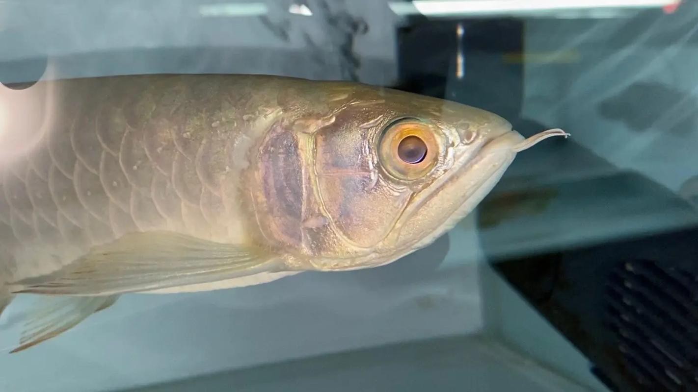 古典過(guò)背金龍魚(yú)50公分圖片