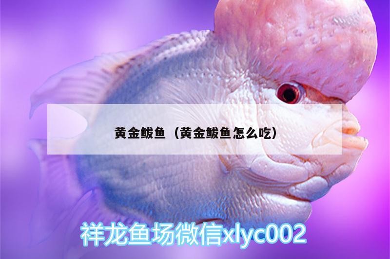 黃金鲅魚(yú)（黃金鲅魚(yú)怎么吃）
