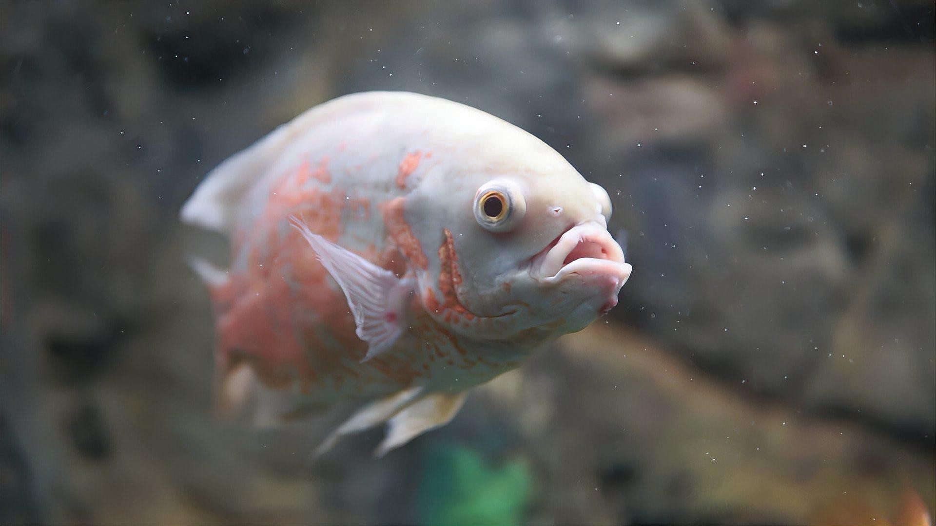 魚兒眼睛上有白膜怎么辦