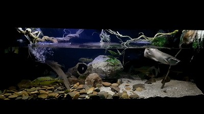 養龍魚的魚缸造景：養龍魚魚缸造景的技巧