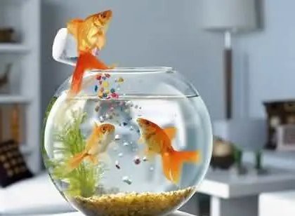 龍魚混養有哪些注意事項？，避免與龍魚混養的魚類
