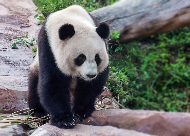 長隆野生動物園門票優惠政策