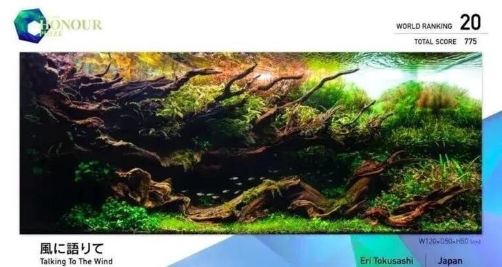水草造景獲獎作品圖片 2025長城杯龍魚大賽 第22張 水草造景獲獎作品圖片 水草造景獲獎作品圖片 2025長城杯龍魚大賽 第22張