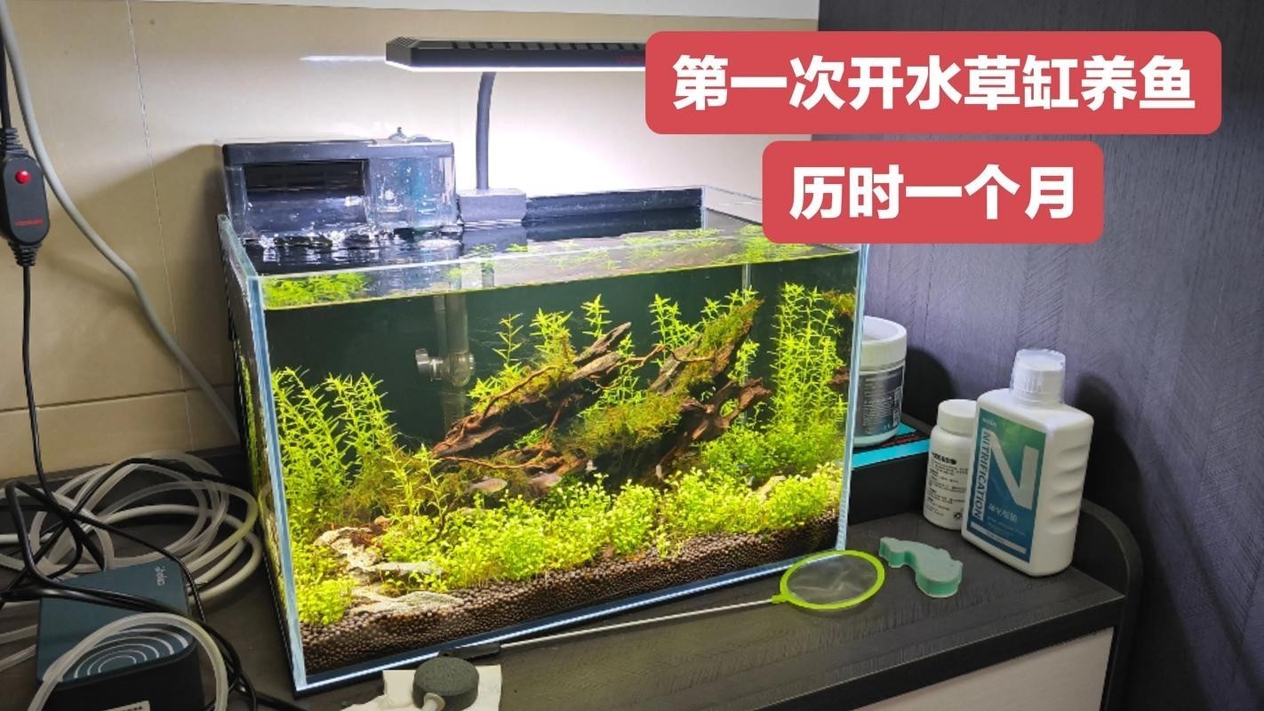 水草造景獲獎作品圖片 2025長城杯龍魚大賽 第27張 水草造景獲獎作品圖片 水草造景獲獎作品圖片 2025長城杯龍魚大賽 第27張