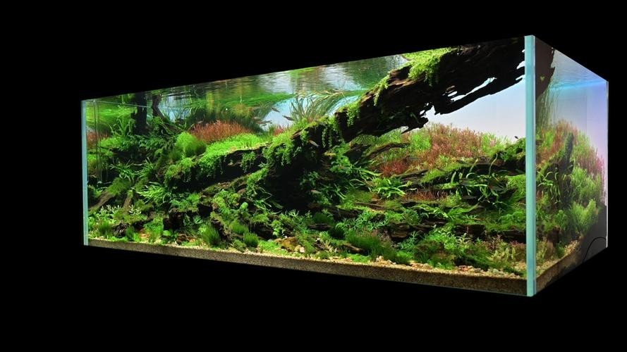 水草造景獲獎作品圖片 2025長城杯龍魚大賽 第31張 水草造景獲獎作品圖片 水草造景獲獎作品圖片 2025長城杯龍魚大賽 第31張