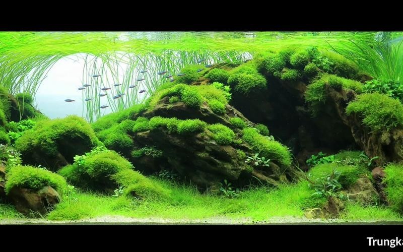 水草造景獲獎作品圖片 2025長城杯龍魚大賽 第32張 水草造景獲獎作品圖片 水草造景獲獎作品圖片 2025長城杯龍魚大賽 第32張