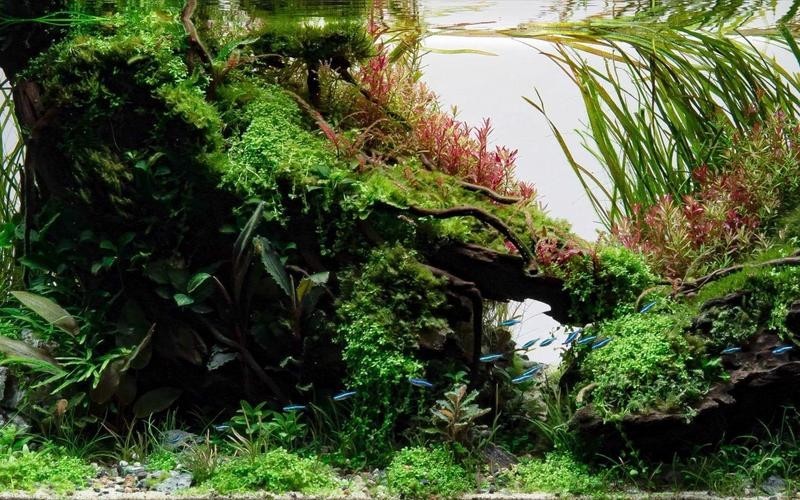 水草造景獲獎作品圖片 2025長城杯龍魚大賽 第29張 水草造景獲獎作品圖片 水草造景獲獎作品圖片 2025長城杯龍魚大賽 第29張