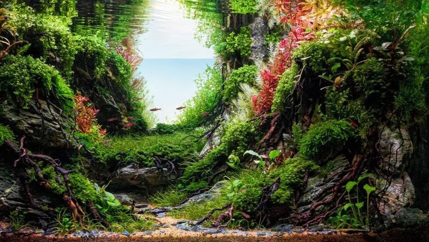 水草造景獲獎作品圖片 2025長城杯龍魚大賽 第3張 水草造景獲獎作品圖片 水草造景獲獎作品圖片 2025長城杯龍魚大賽 第3張