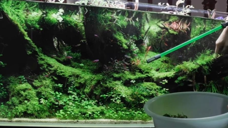 水草造景獲獎作品圖片 2025長城杯龍魚大賽 第25張 水草造景獲獎作品圖片 水草造景獲獎作品圖片 2025長城杯龍魚大賽 第25張