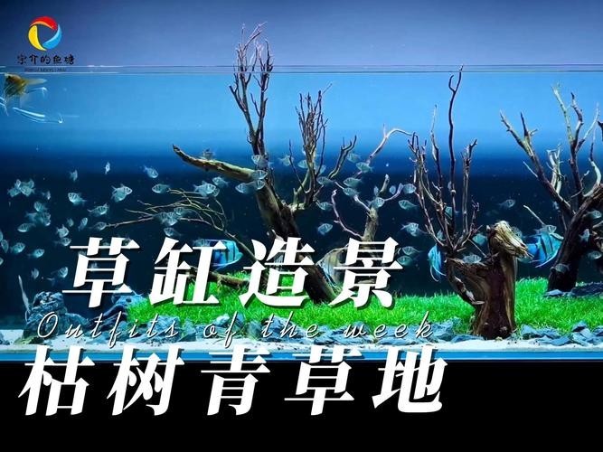 水草造景獲獎作品圖片 2025長城杯龍魚大賽 第28張 水草造景獲獎作品圖片 水草造景獲獎作品圖片 2025長城杯龍魚大賽 第28張