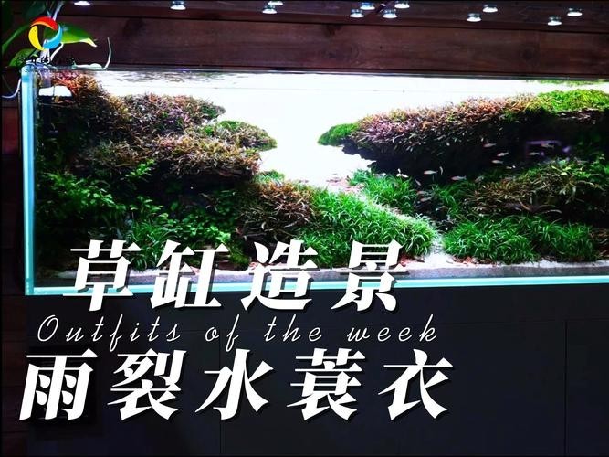 水草造景獲獎作品圖片 2025長城杯龍魚大賽 第19張 水草造景獲獎作品圖片 水草造景獲獎作品圖片 2025長城杯龍魚大賽 第19張