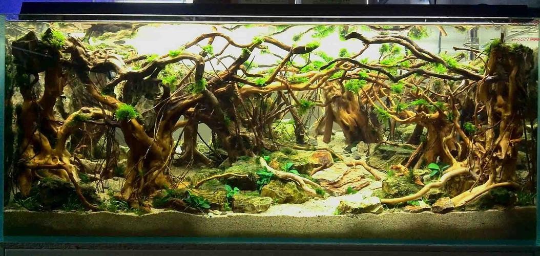 水草造景獲獎作品圖片 2025長城杯龍魚大賽 第18張 水草造景獲獎作品圖片 水草造景獲獎作品圖片 2025長城杯龍魚大賽 第18張
