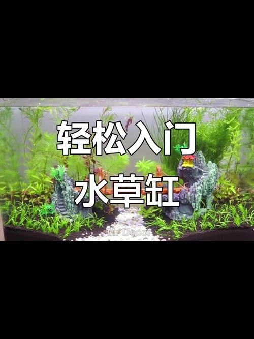 水草造景獲獎作品圖片 2025長城杯龍魚大賽 第30張 水草造景獲獎作品圖片 水草造景獲獎作品圖片 2025長城杯龍魚大賽 第30張