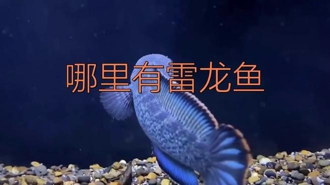 鬼王雷龍魚(yú)產(chǎn)地