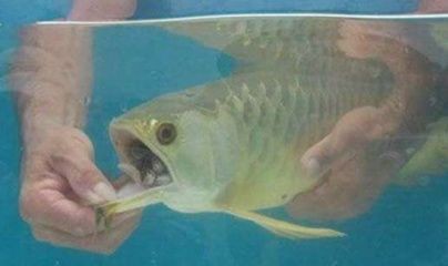 龍魚嘴巴長了個肉粒怎么辦：龍魚嘴巴長了個肉粒怎么辦，