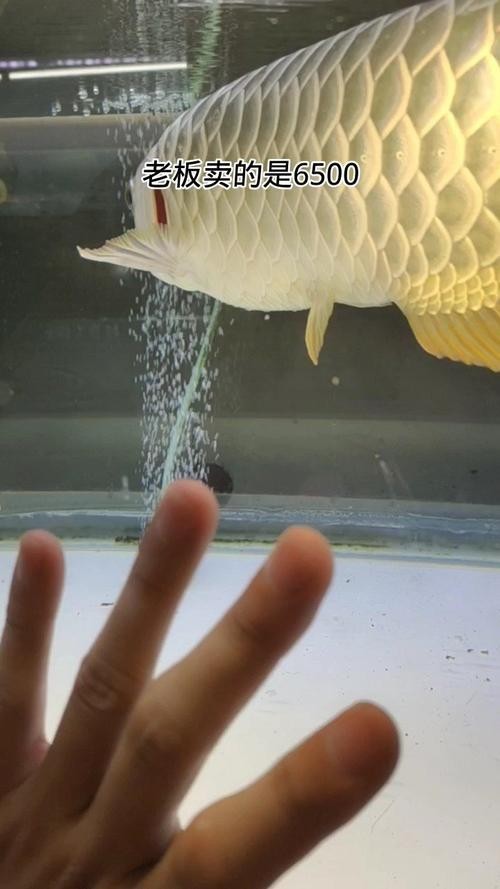 賽級(jí)金龍魚的價(jià)格是多少？