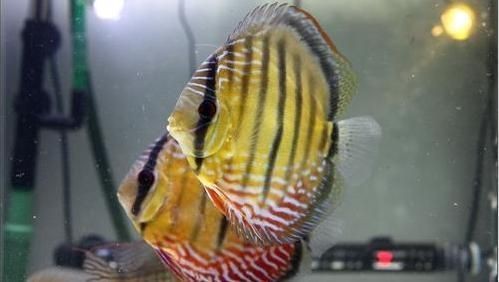 夸夸魚(yú)缸里的魚(yú)好看：夸獎(jiǎng)魚(yú)缸里魚(yú)好看的句子 夸夸魚(yú)缸里的魚(yú)好看：夸獎(jiǎng)魚(yú)缸里魚(yú)好看的句子 魚(yú)缸百科 第4張
