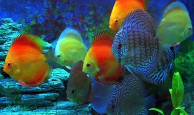 夸夸魚(yú)缸里的魚(yú)好看：夸獎(jiǎng)魚(yú)缸里魚(yú)好看的句子 夸夸魚(yú)缸里的魚(yú)好看：夸獎(jiǎng)魚(yú)缸里魚(yú)好看的句子 魚(yú)缸百科 第5張