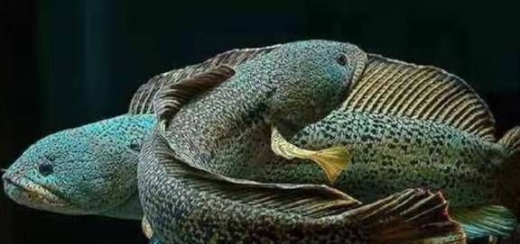 黃金眼鏡蛇雷龍魚發(fā)色問題，黃金眼鏡蛇雷龍魚發(fā)色問題飼養(yǎng)黃金眼鏡蛇雷龍魚的發(fā)色問題