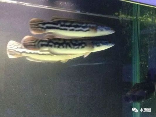 黃金眼鏡蛇雷龍魚發(fā)色問題，黃金眼鏡蛇雷龍魚發(fā)色問題飼養(yǎng)黃金眼鏡蛇雷龍魚的發(fā)色問題