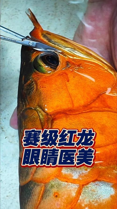 賽級龍魚價格