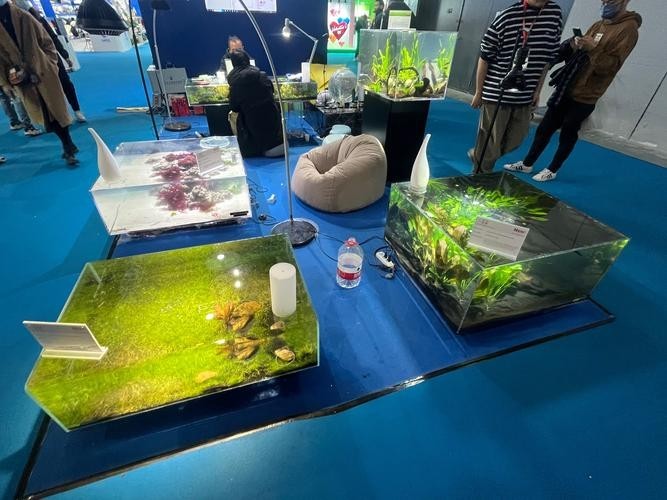 長城水族展 長城水族展 2025長城杯龍魚大賽 第4張