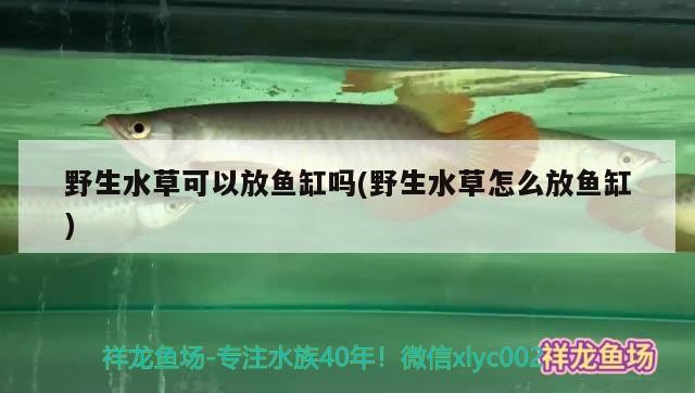 銀龍魚和蘭壽混養(yǎng)（銀龍魚可以和蘭壽一起養(yǎng)嗎） 銀龍魚和蘭壽混養(yǎng)（銀龍魚可以和蘭壽一起養(yǎng)嗎） 銀龍魚百科 第1張