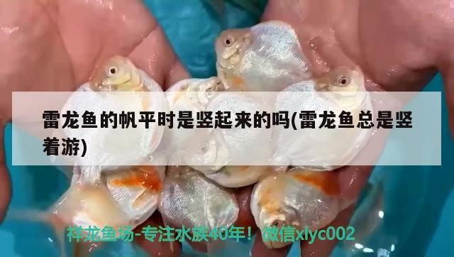 銀龍魚和蘭壽混養(yǎng)（銀龍魚可以和蘭壽一起養(yǎng)嗎） 銀龍魚和蘭壽混養(yǎng)（銀龍魚可以和蘭壽一起養(yǎng)嗎） 銀龍魚百科 第2張