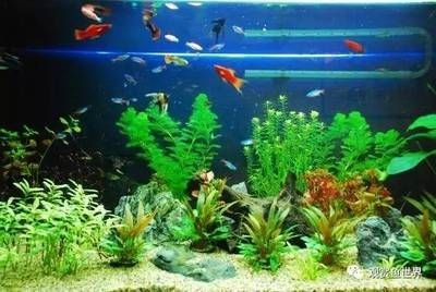 魚缸過濾系統干濕分離系統改造魚缸過濾系統的發展歷程：干濕分離是一種魚缸過濾技術