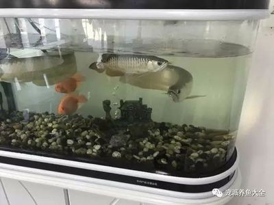 40公分的龍魚需要多大的缸養(yǎng)呢圖片（40厘米寬的魚缸能養(yǎng)金龍魚嗎養(yǎng)龍魚需要多大的缸才能養(yǎng)） 40公分的龍魚需要多大的缸養(yǎng)呢圖片（40厘米寬的魚缸能養(yǎng)金龍魚嗎養(yǎng)龍魚需要多大的缸才能養(yǎng)） 龍魚百科 第3張