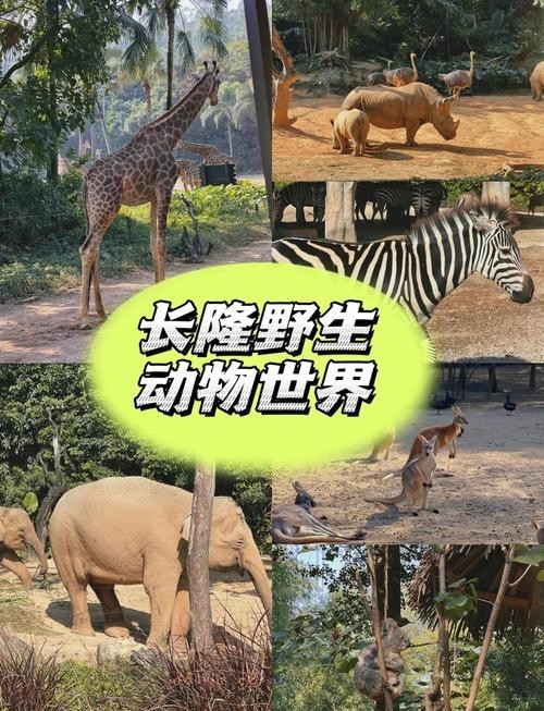 長隆門票有效期是多久？ 長隆門票有效期是多久？ 2025長城杯龍魚大賽 第10張
