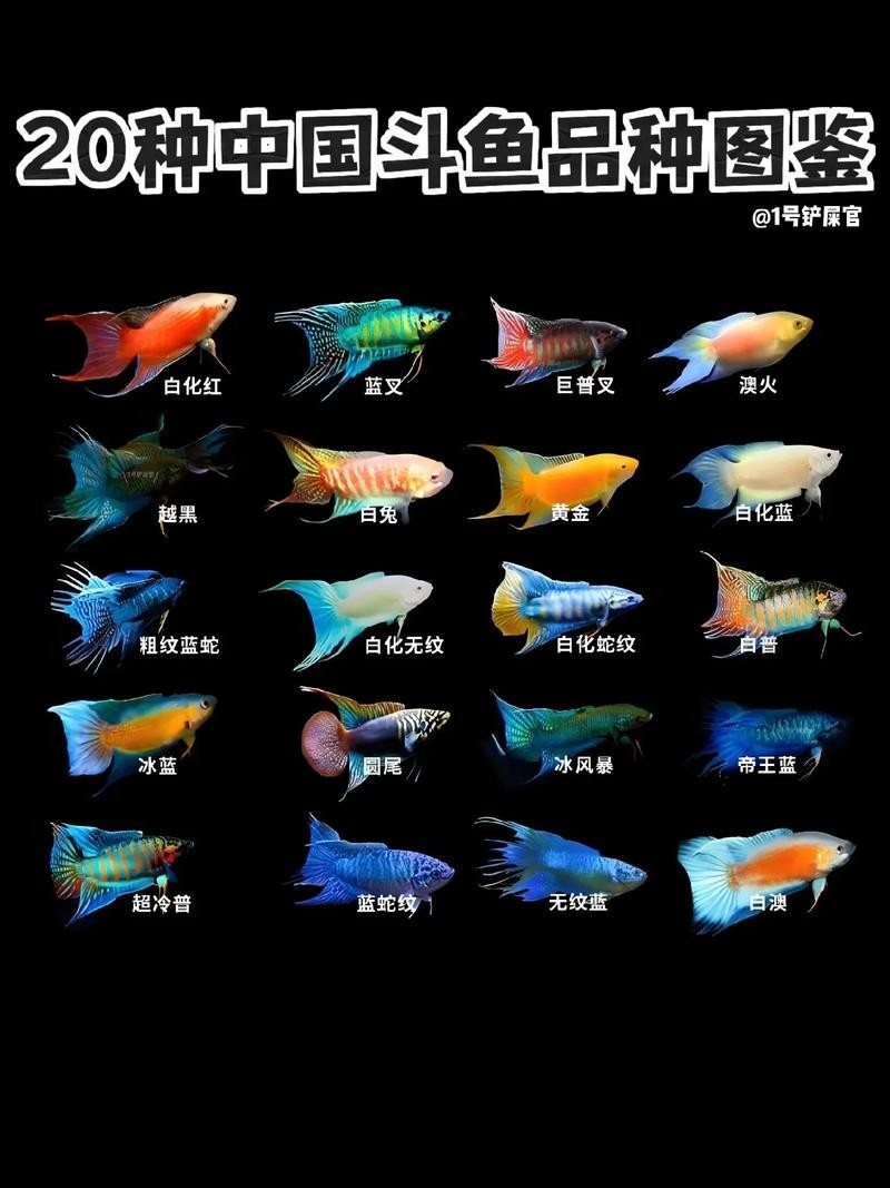 水族長城杯中國斗魚比賽