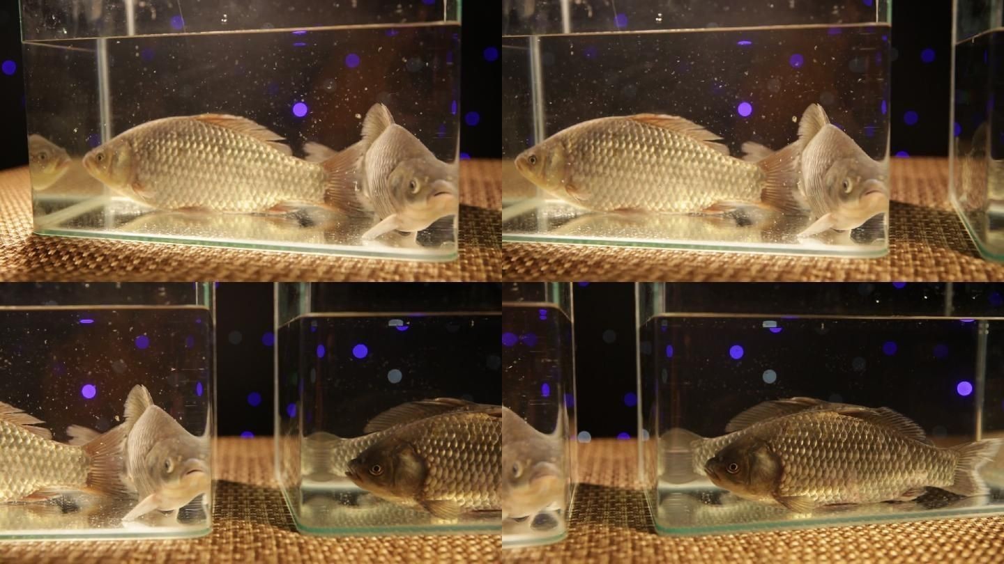 紅鯽魚繁殖的最佳環境對家庭魚缸中的生態平衡在家庭魚缸中繁殖：紅鯽魚的飼養管理