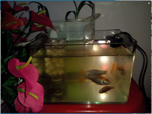 紅鯽魚繁殖的最佳環境對家庭魚缸中的生態平衡在家庭魚缸中繁殖：紅鯽魚的飼養管理