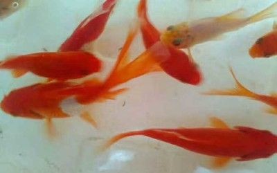 紅鯽魚繁殖的最佳環境對家庭魚缸中的生態平衡在家庭魚缸中繁殖：紅鯽魚的飼養管理