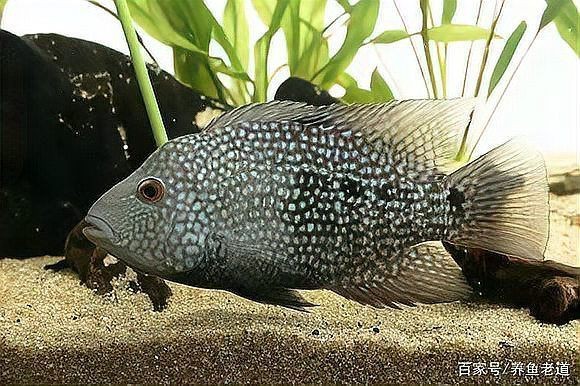 花老虎最忌三種魚