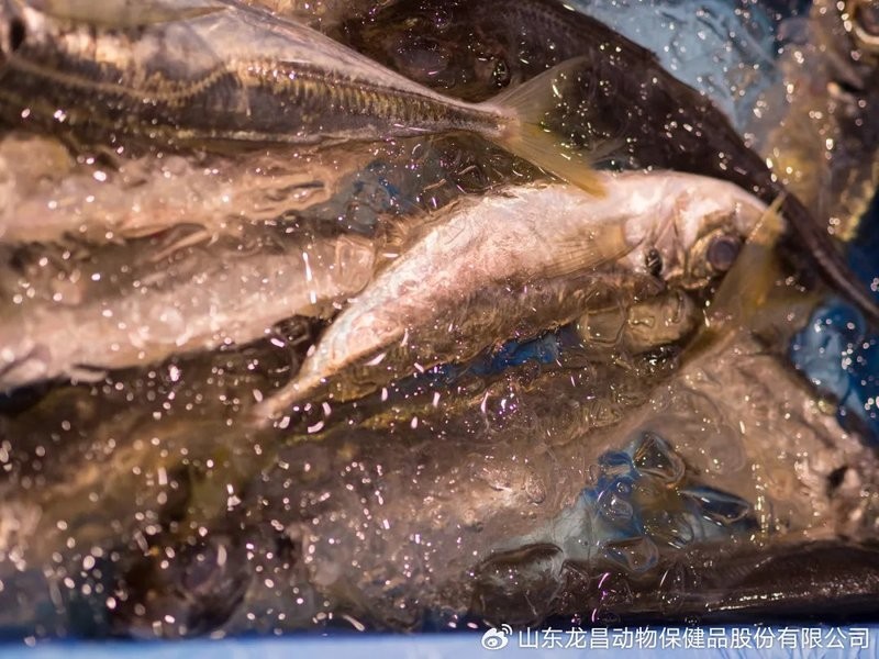 龍魚麻醉運輸方法圖片視頻