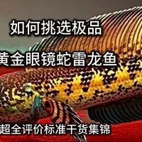 如何在廣州挑選高質(zhì)量的龍魚？