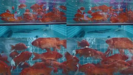 紅鯉魚魚缸可以養么（養殖紅鯉魚需要注意什么？）