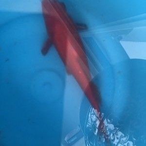 紅鯉魚魚缸可以養么（養殖紅鯉魚需要注意什么？）