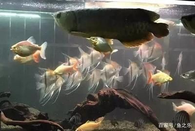 龍魚就在一個角落呆著：龍魚呆在角落是怎么回事