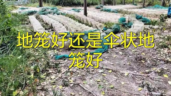 地籠好還是傘狀地籠好 地籠好還是傘狀地籠好 龍魚論壇 第2張