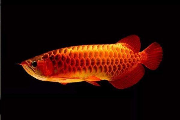 紅龍魚吃東西撞缸死了什么原因