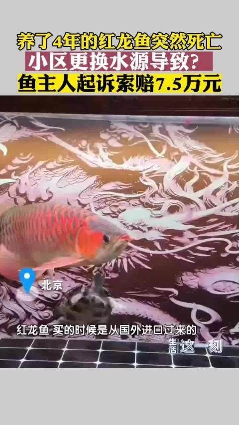 紅龍魚吃東西撞缸死了什么原因