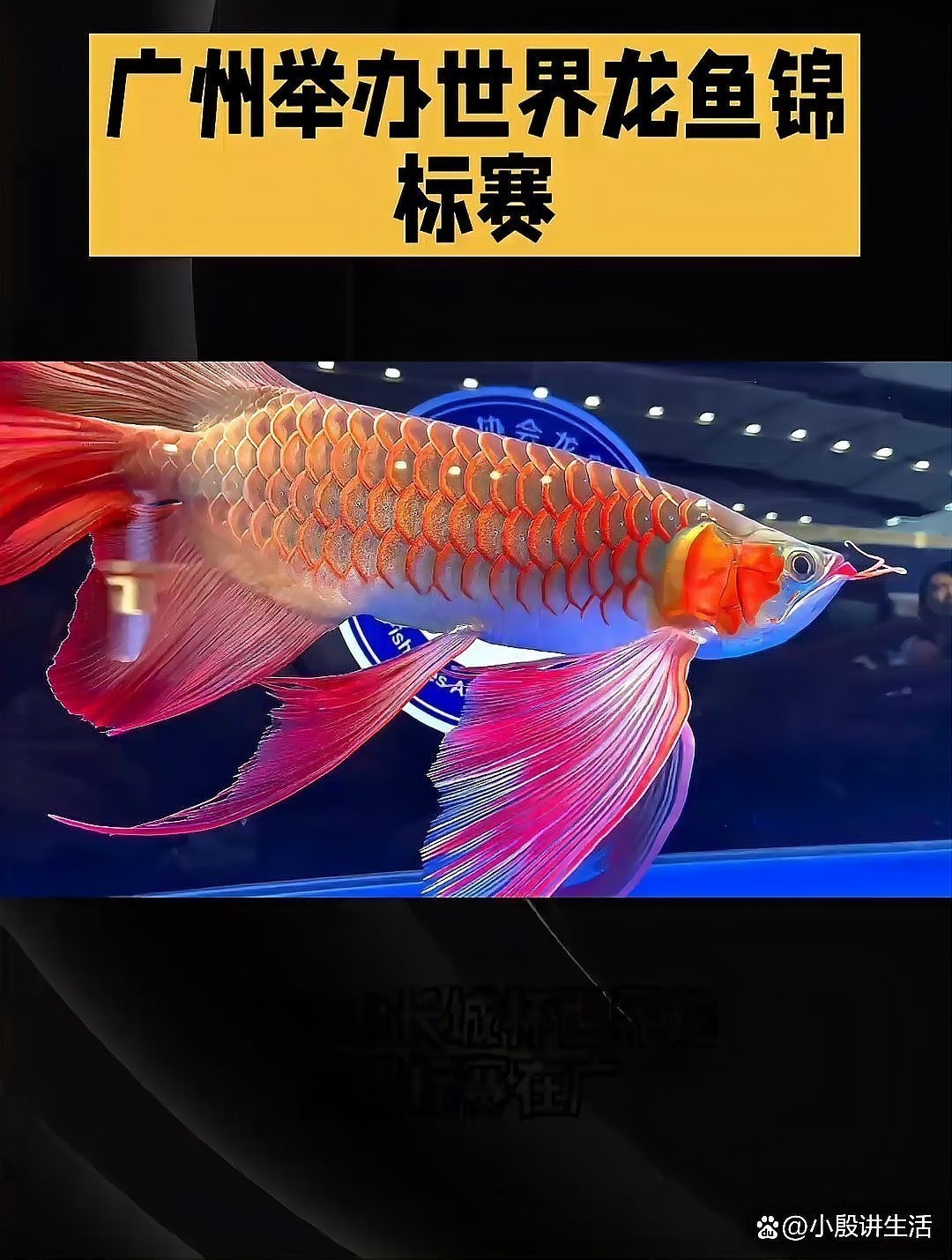 冠軍龍魚的價值如何評估？