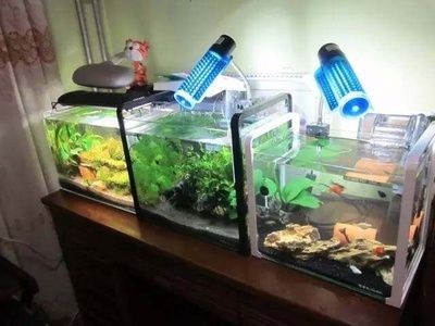 魚缸都可以養什么東西什么動物：家庭養殖魚缸的注意事項