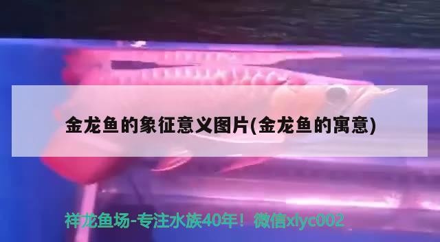 銀龍魚紅龍魚混養(yǎng)好不好看（銀龍和紅龍能不能在一個(gè)缸里養(yǎng)了）