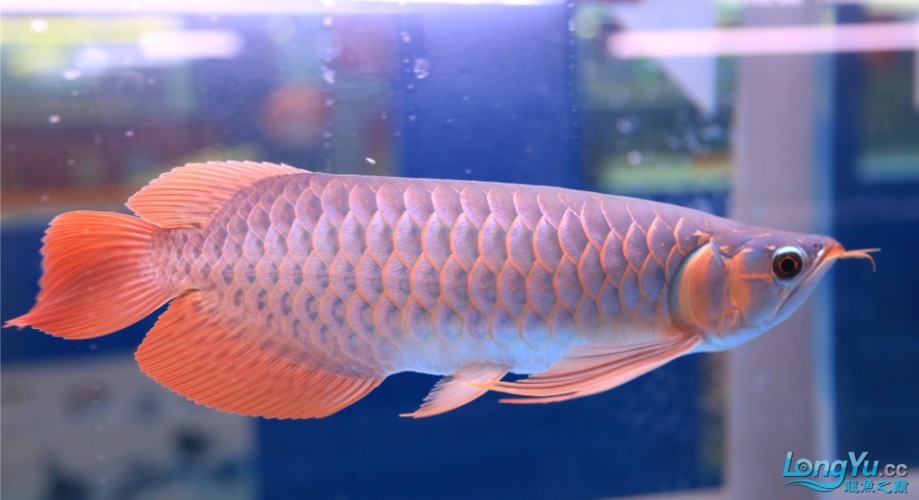 長城杯紅龍魚有哪些品種 長城杯紅龍魚有哪些品種 2025長城杯龍魚大賽 第12張