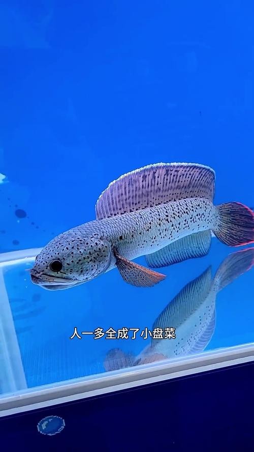 長城杯紅龍魚有哪些品種 長城杯紅龍魚有哪些品種 2025長城杯龍魚大賽 第11張