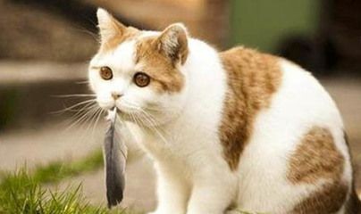 龍魚爛嘴反復不愈的應對策略（如何治療龍魚爛嘴） 龍魚爛嘴反復不愈的應對策略（如何治療龍魚爛嘴） 龍魚百科 第2張